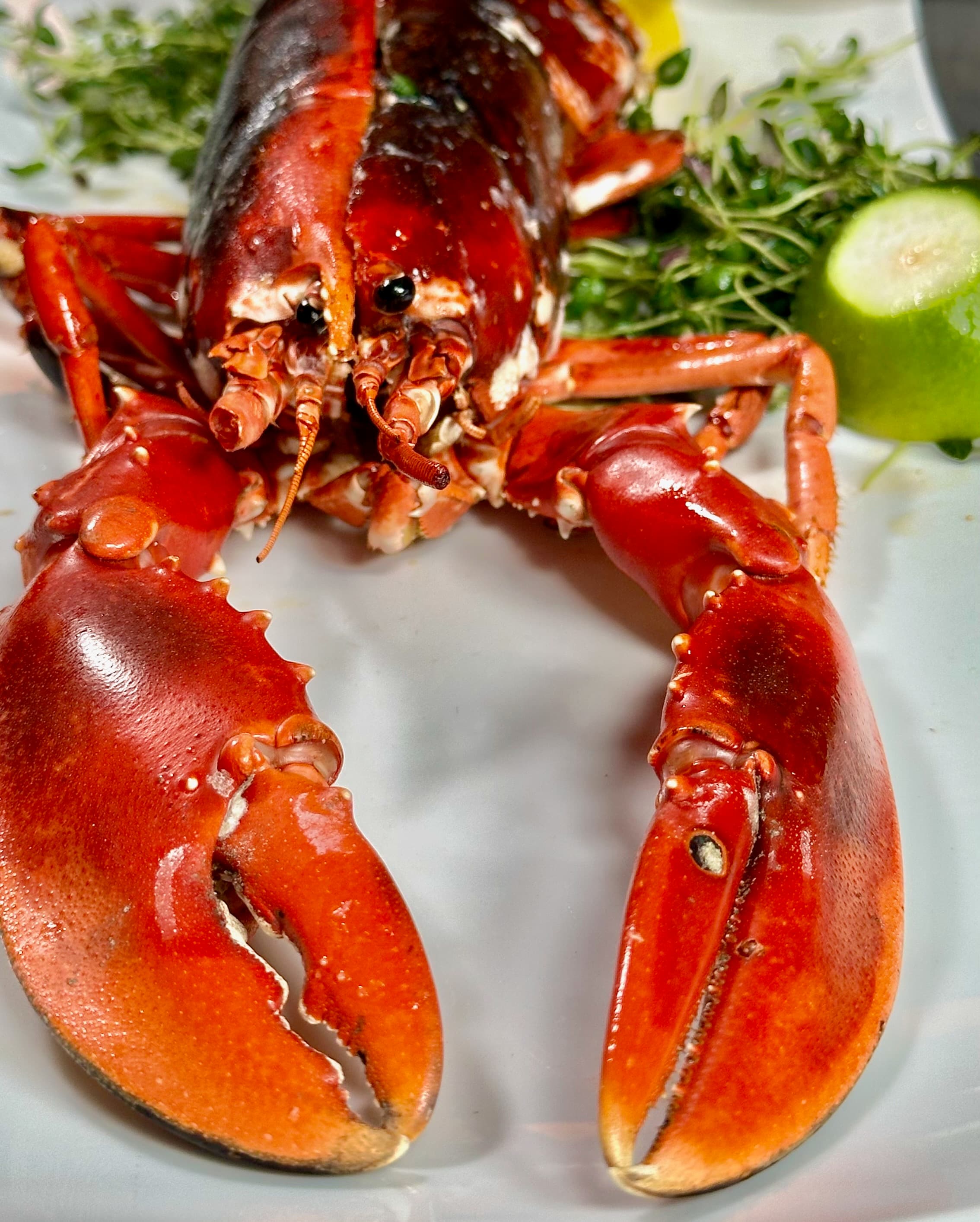 Homarus